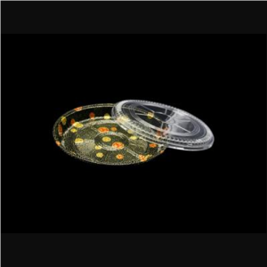 64 Round Flower Pattern Plastic Party Tray Set 13 3/4″ X 1 7/8″ – 60/Case